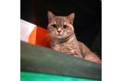 販売中のスコティッシュフォールドの親猫